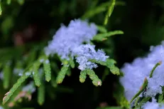 Conifer with snowflakes 
