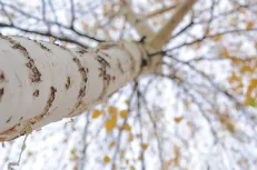 View from Below, Birch tree