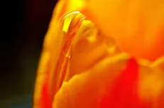 Droplet on a tulip petal 
