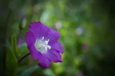 Autumn flower 