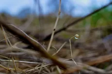Water drop on dry straw 