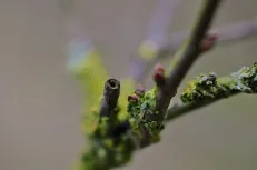 Early spring