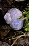 Snail still sleeping