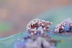 Fungus flower on wood