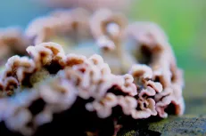 Fungus flower