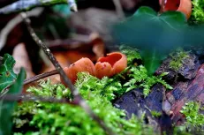  Red forest shroom
