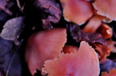 Half eaten mushroom