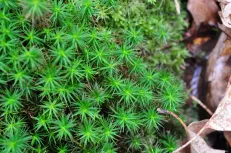  Moss bush after the rain 