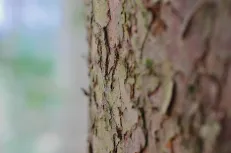 Skin of a pine tree 