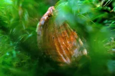 Hidden shell of a nut 