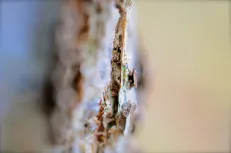 Birch Tree