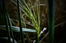 Young wheat