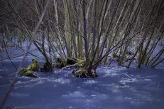  ice forest
