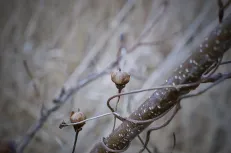 Early sign of spring