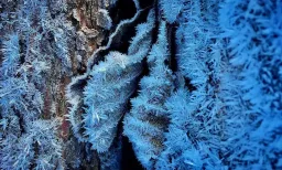 Icy sleep