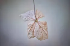 Faded beauty