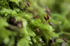 Blooming moss