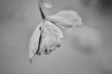 B_W beauty