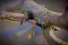 Spring beginning 