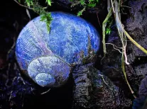 Home  snail 