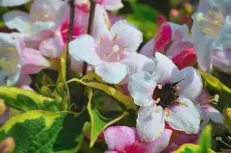 Busy bee