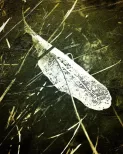 Wing of hope 
