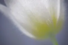 Delicate