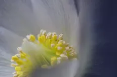 Pollen dance 