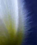 Petal fluff
