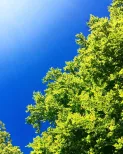 Vitamin D 