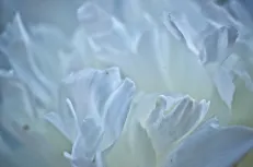 Wrap your petals 