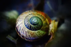Home snail