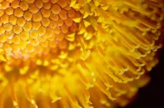 Solar