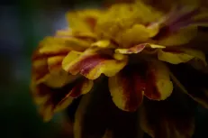 Yellow petal 