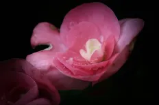 Delicate drops