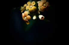 Slow beauty 
