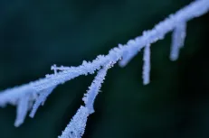 Frozen twig