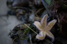 Ocean life