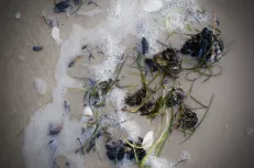 Sand shells and green 