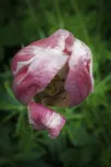 Aging tulip 