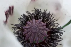 Close up poppy 