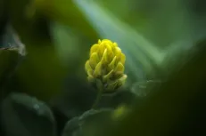 Hopeful colour 