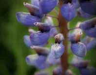 Lupine