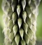 In order close_up 