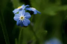 Blue memories
