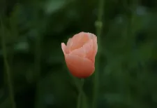  Delicate poppy