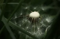  Fairy dreams