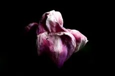 Tulip lines