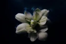 Beyond blooming 