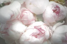 Diaphanous 